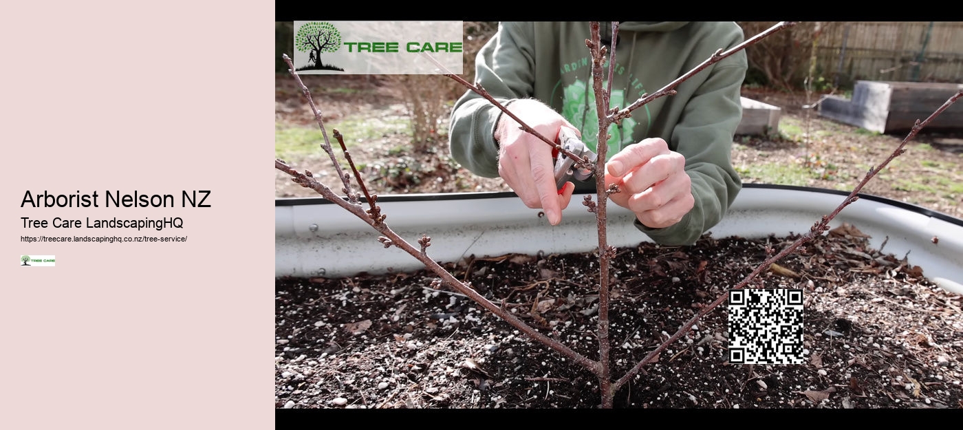 Tree Doctor Auckland