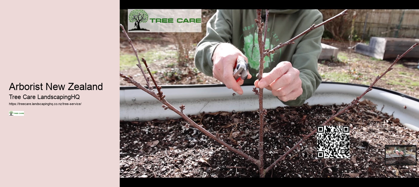 Dunedin Tree Care