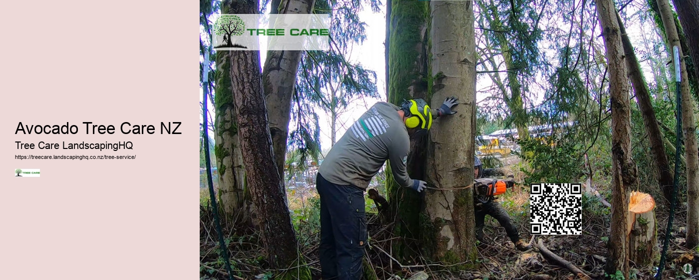 Avocado Tree Care NZ