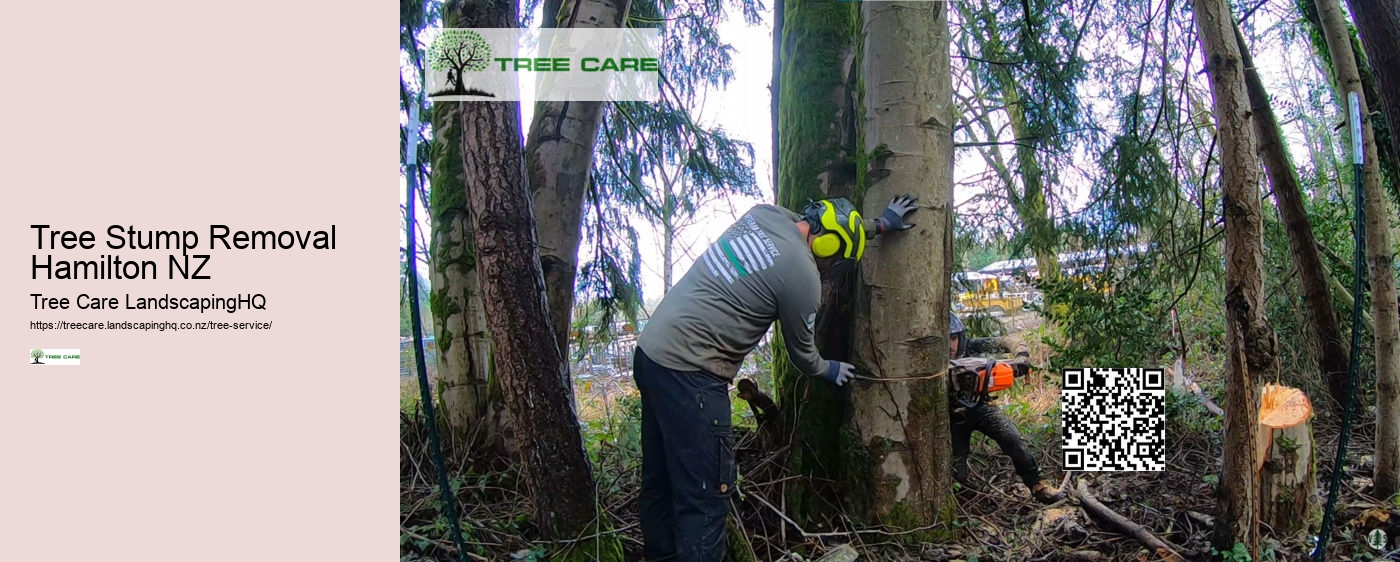 Arborist Tauranga